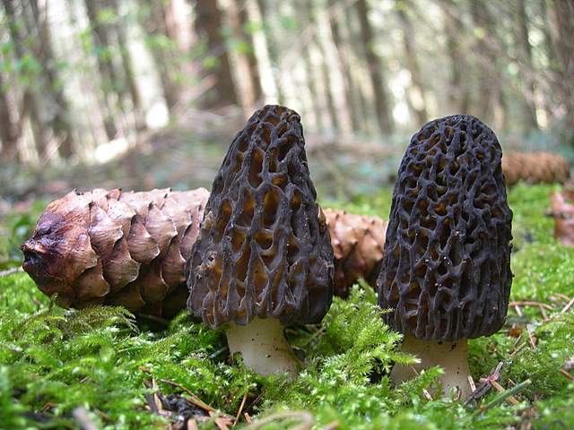 Le prime specie primaverili